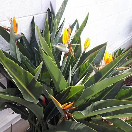 Tranquilo En Casa Con Jardin 라 라구나