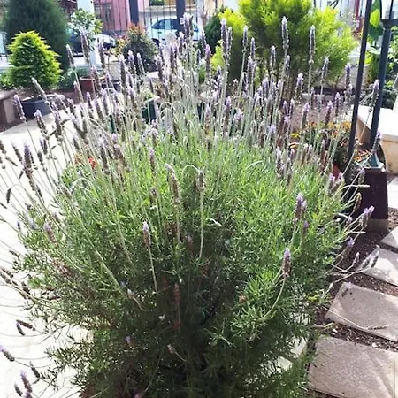 Tranquilo En Casa Con Jardin 아파트