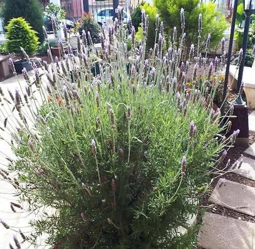 Tranquilo En Casa Con Jardin Lägenhet