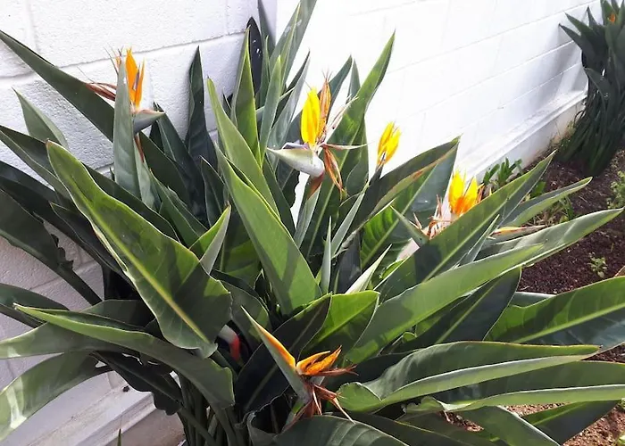 Tranquilo En Casa Con Jardin لا لاغونا